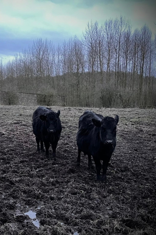 Shropshire: Meet the Mini Moos Cow Cuddling Experience - Price and value: what $26 buys you in Shropshire