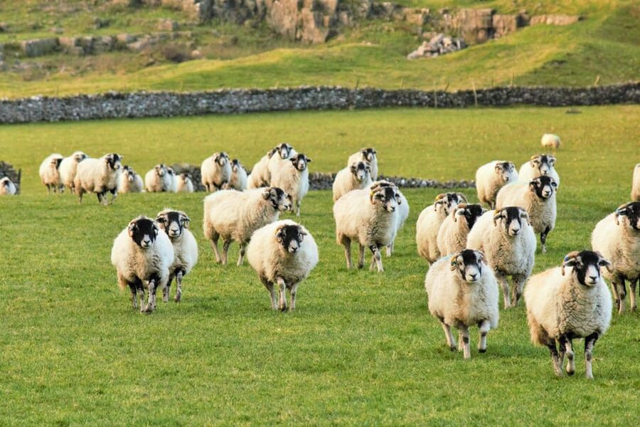 York: "All Creatures Great and Small" Yorkshire Dales Tour - Hubberholme wedding stop and Yockenthwaite farm scenes