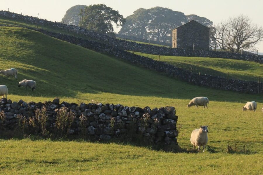 York: "All Creatures Great and Small" Yorkshire Dales Tour - Wensleydale and Swaledale plus A cheese stop with real payoff