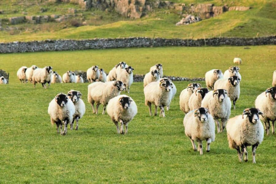 York: "All Creatures Great and Small" Yorkshire Dales Tour - Bolton Castle grounds: the history stop that many people remember most