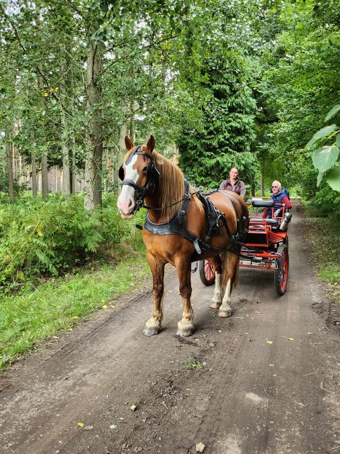 York: Horse Drawn Carriage Ride Around the Countryside York - Deer, buzzards, and how to spot wildlife without losing the moment