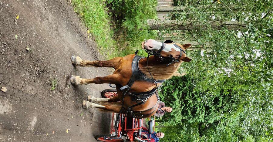 York: Horse Drawn Carriage Ride Around the Countryside York - FAQ