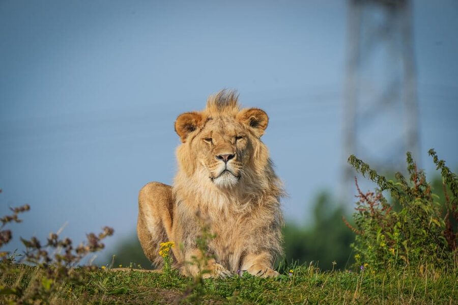 Yorkshire Wildlife Park: Entry Ticket - Key Highlights Worth Your Attention