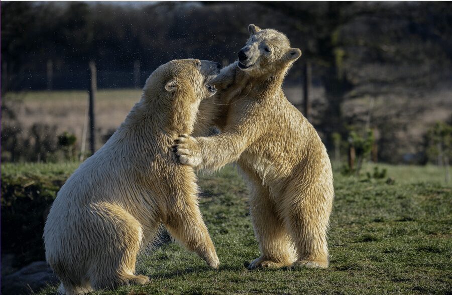 Yorkshire Wildlife Park: Entry Ticket - Yorkshire Wildlife Park at a Glance, the One-Day Reality