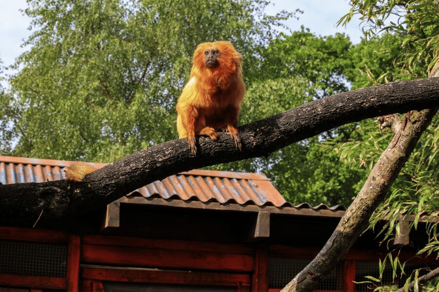 Yorkshire Wildlife Park: Entry Ticket - Big Animal Highlights, Polar Bears and the Big Cats