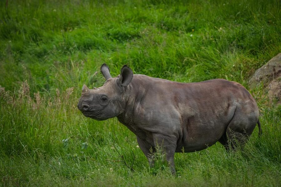 Yorkshire Wildlife Park: Entry Ticket - Africa to the Himalayas, What the Themed Regions Mean