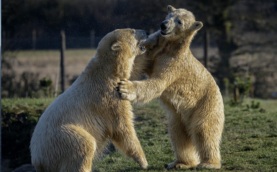 Yorkshire Wildlife Park: Entry Ticket - The Yorkshire Hive and Play Areas, a Real Family Win