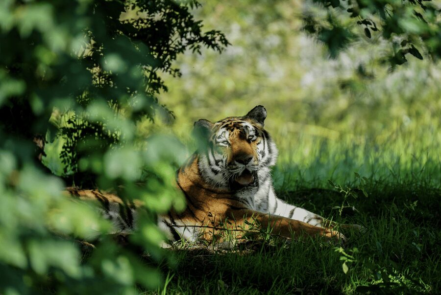 Yorkshire Wildlife Park: Entry Ticket - Food, Cafes, and the Queue Factor You Should Plan For