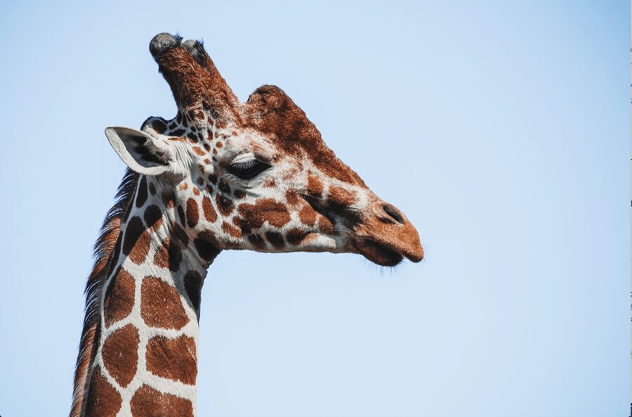 Yorkshire Wildlife Park: Entry Ticket - What Happens if Animals Are Indoors